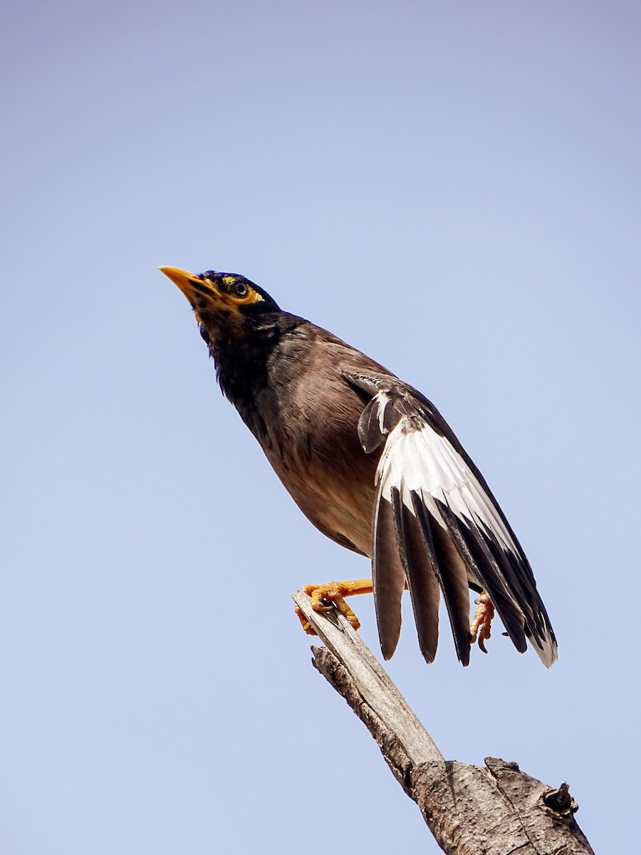 Майна - ML645783318