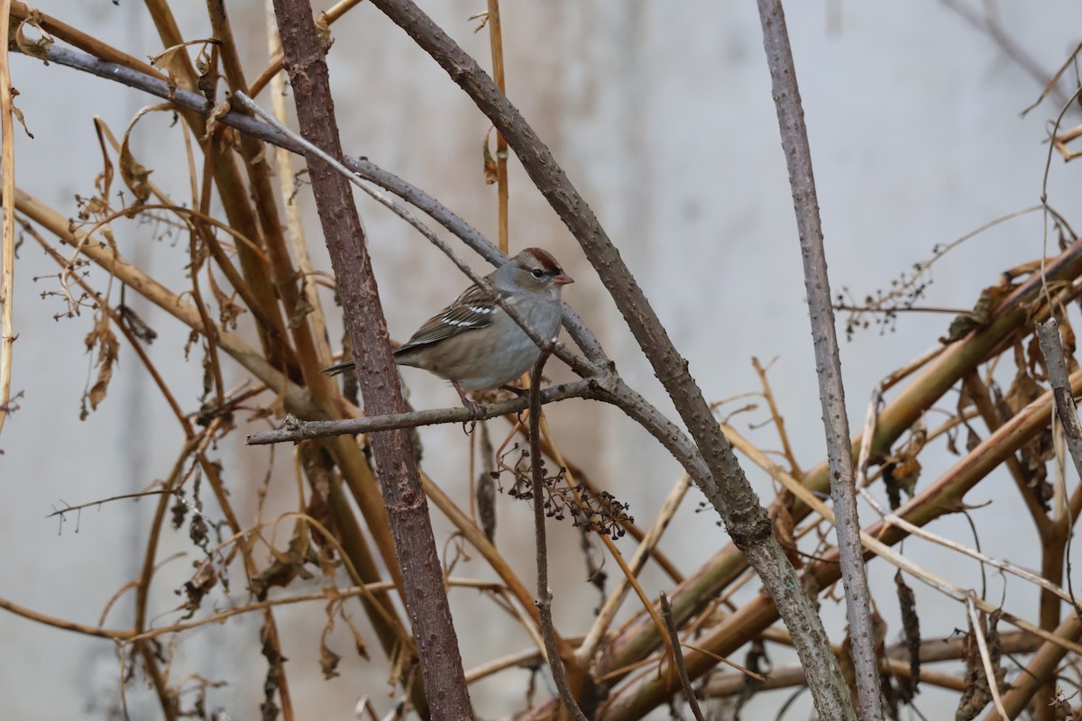 Белобровая овсянка - ML645783319