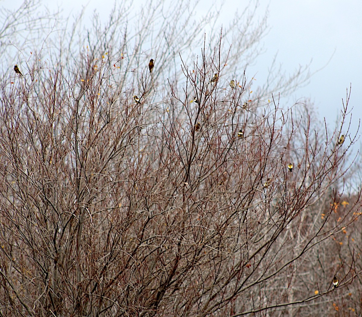 Вечерний дубонос - ML645783320
