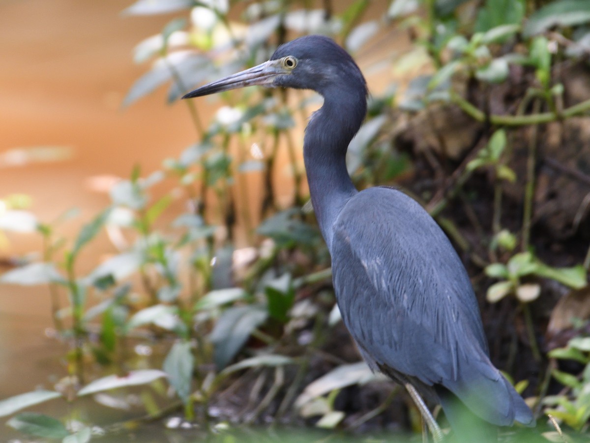 Малая голубая цапля - ML645783321