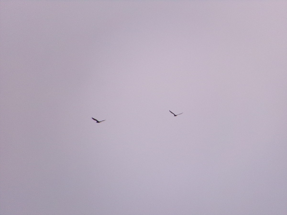 Ушастый баклан - ML645783322