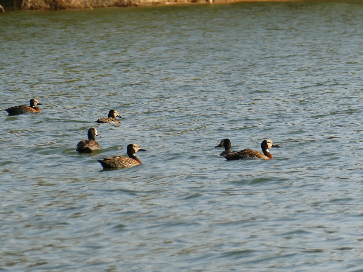 Белолицая древесная утка - ML645783324