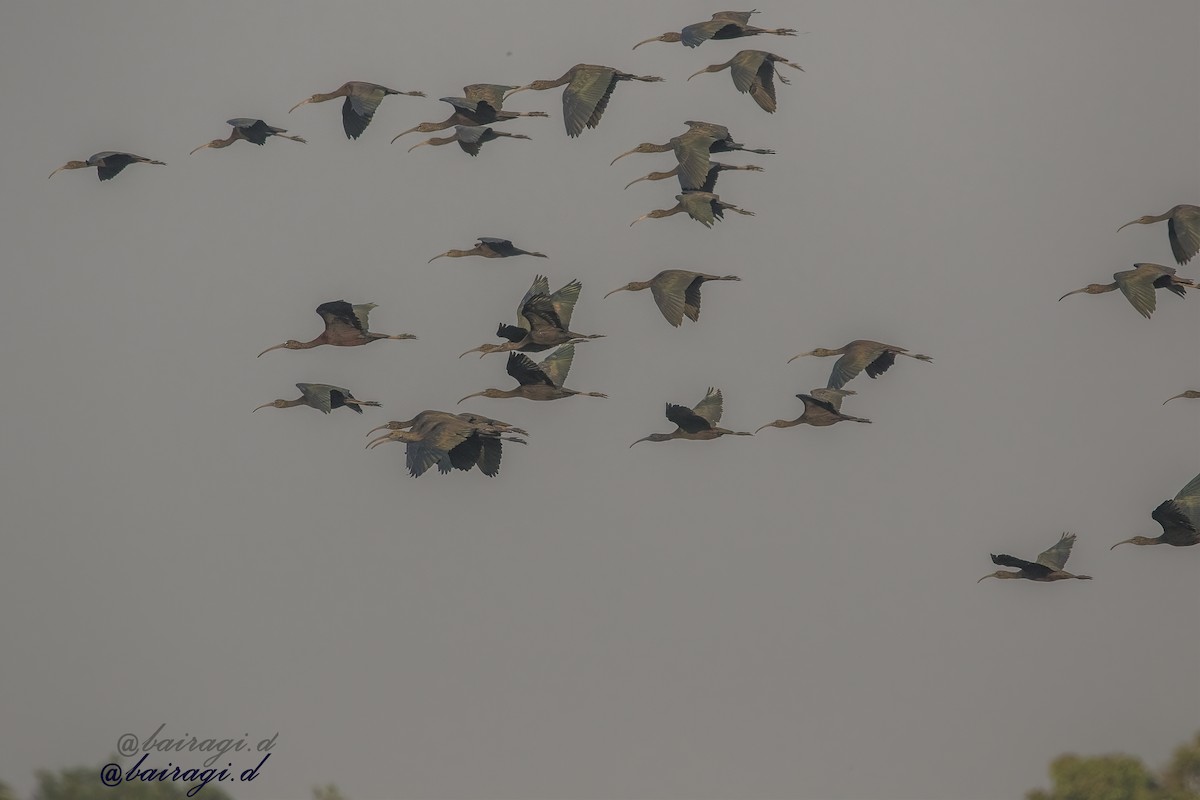 Каравайка - ML645783325