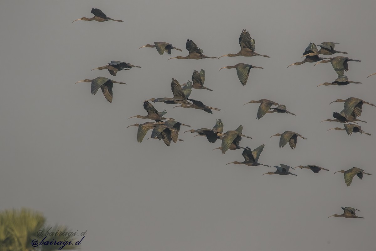 Каравайка - ML645783326