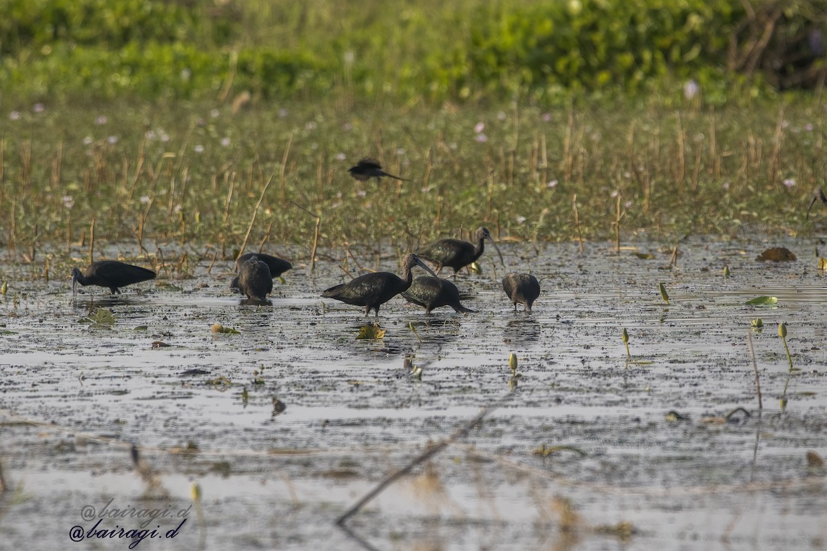 Каравайка - ML645783327