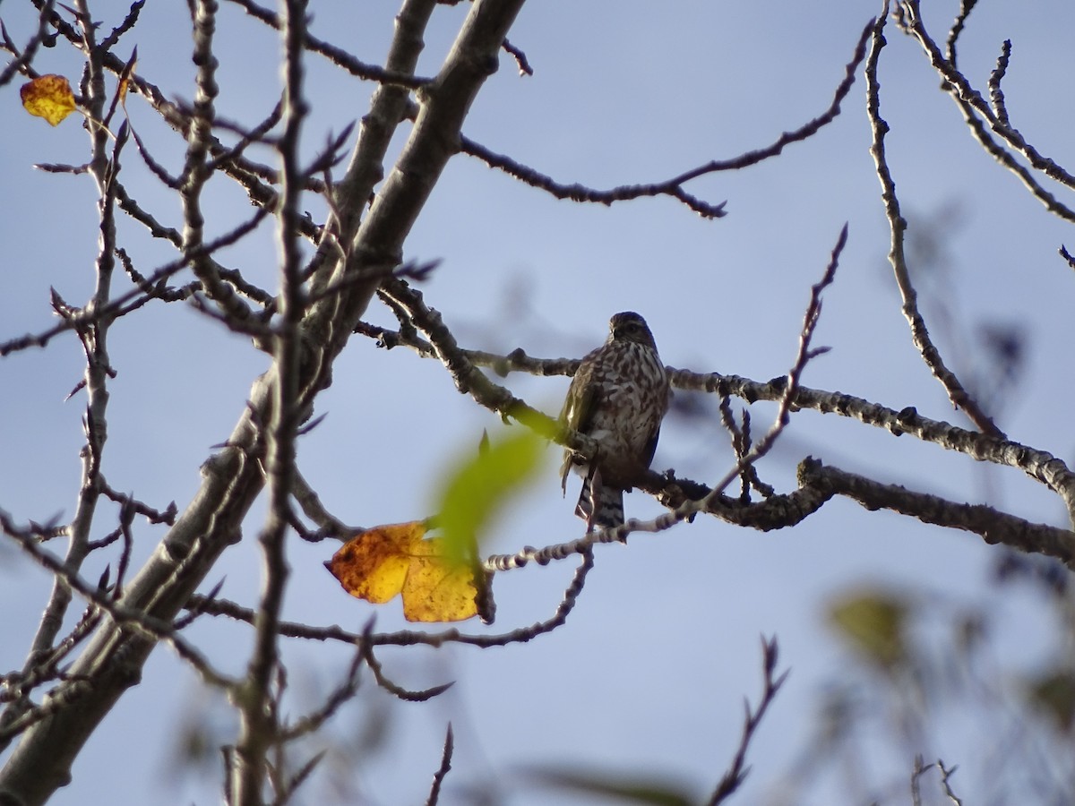 Американский перепелятник - ML645783328