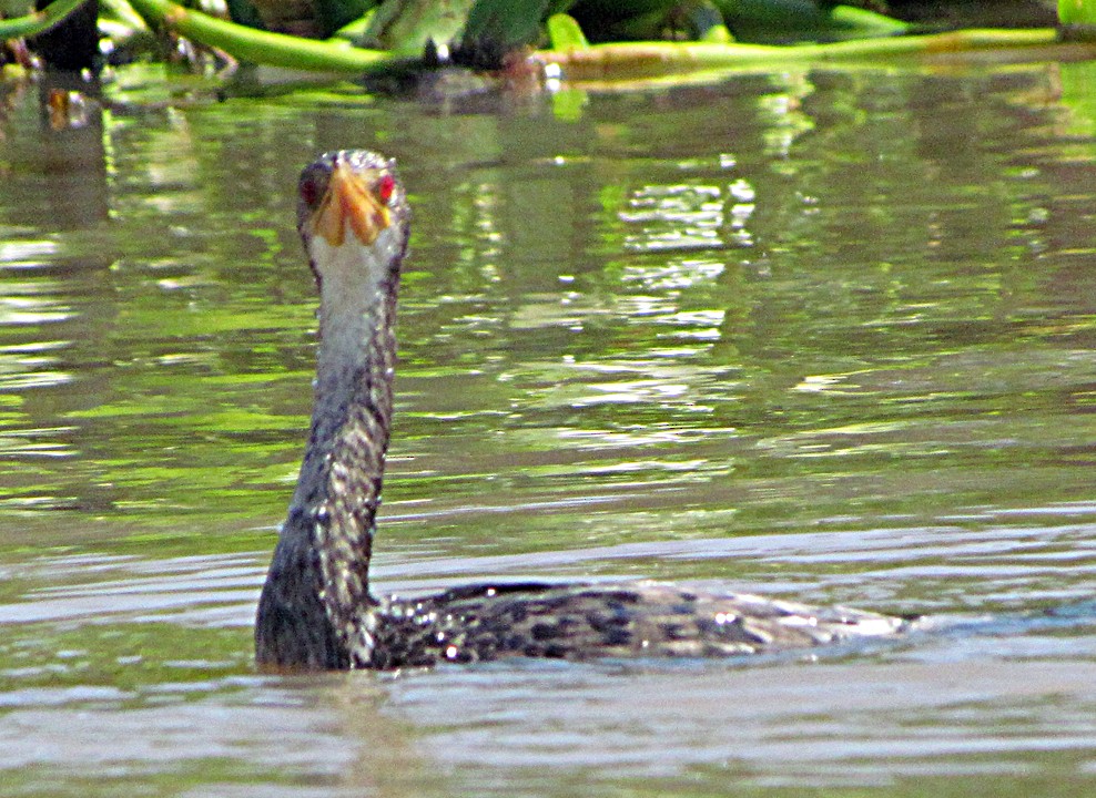 Камышовый баклан - ML645783329