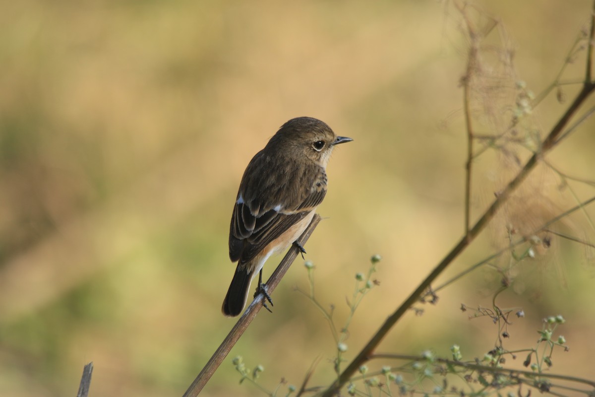 Сибирский черноголовый чекан - ML645783330