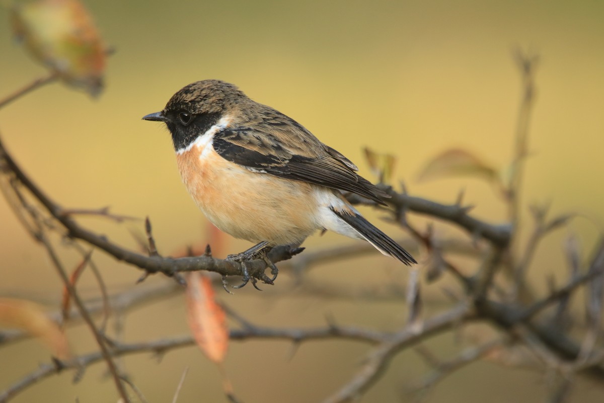 Сибирский черноголовый чекан - ML645783331