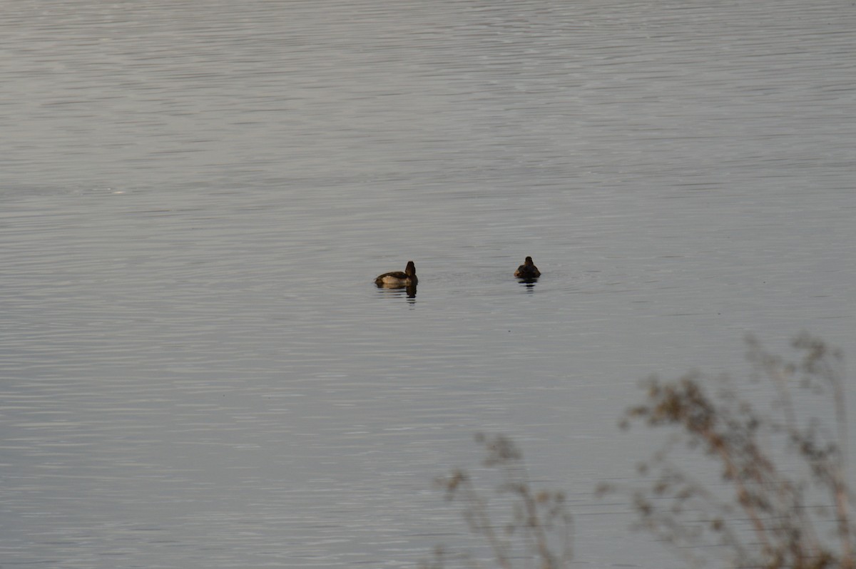 Малая морская чернеть - ML645783336