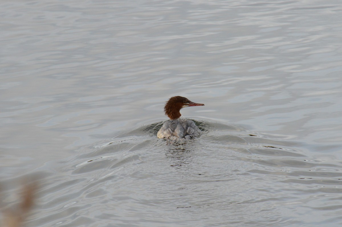 Большой крохаль - ML645783337