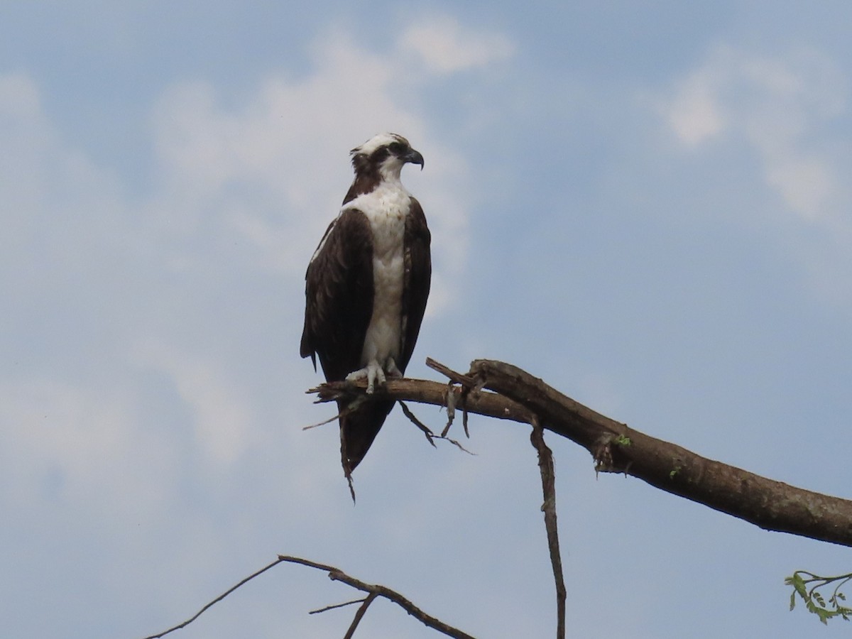 Скопа - ML645783338