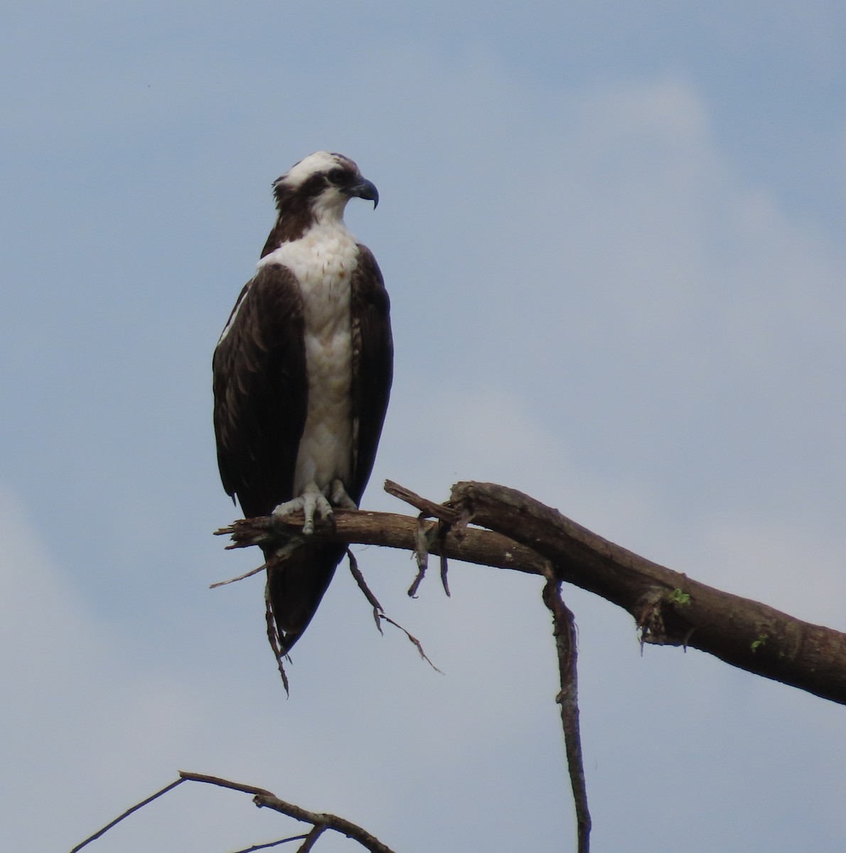 Скопа - ML645783339