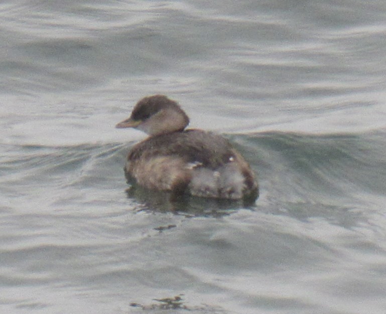 Малая поганка - ML645783340