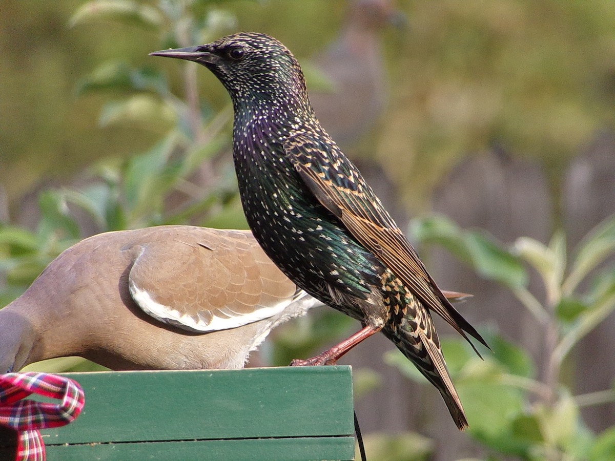 Обыкновенный скворец - ML645783343