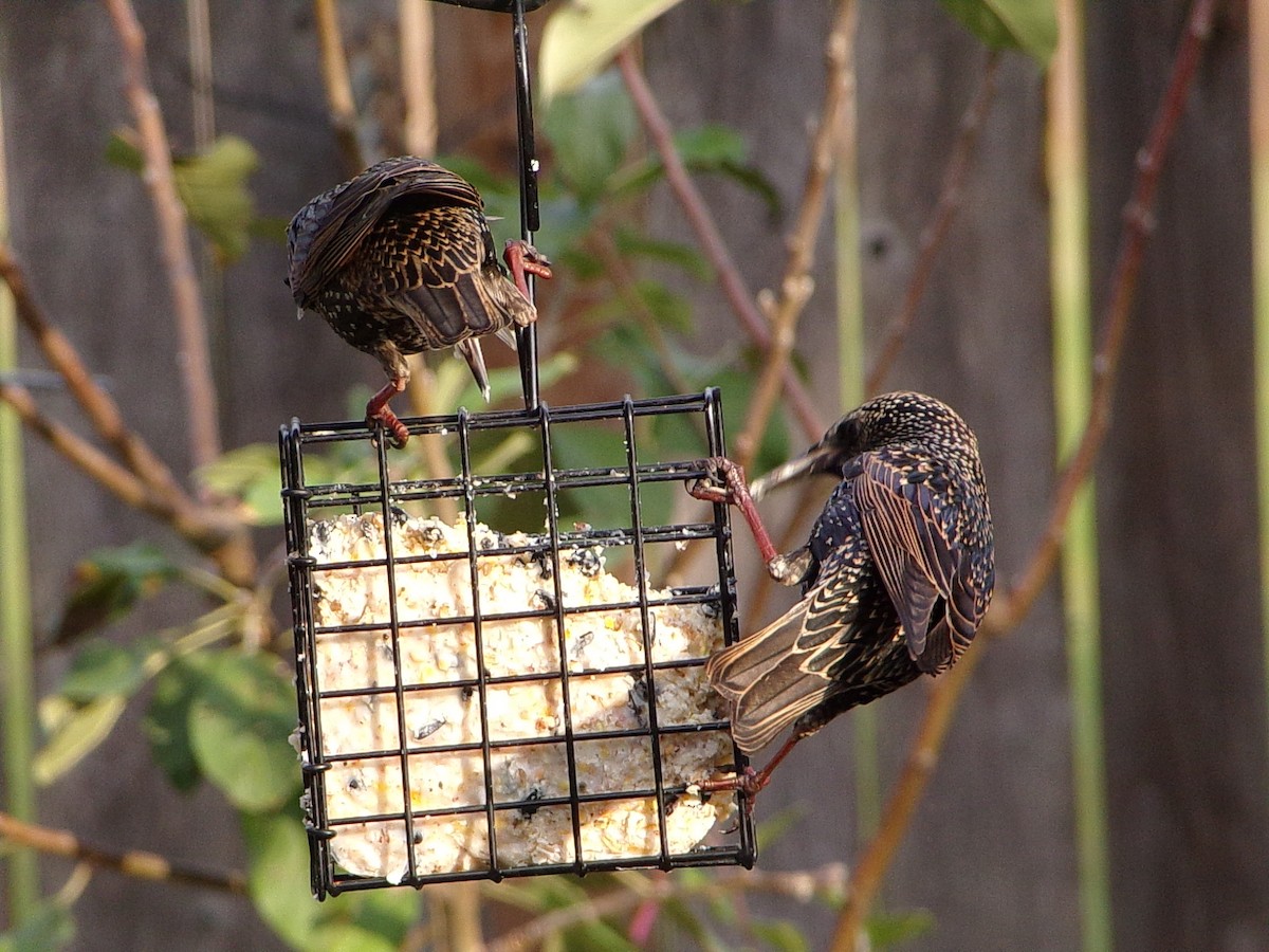 Обыкновенный скворец - ML645783345