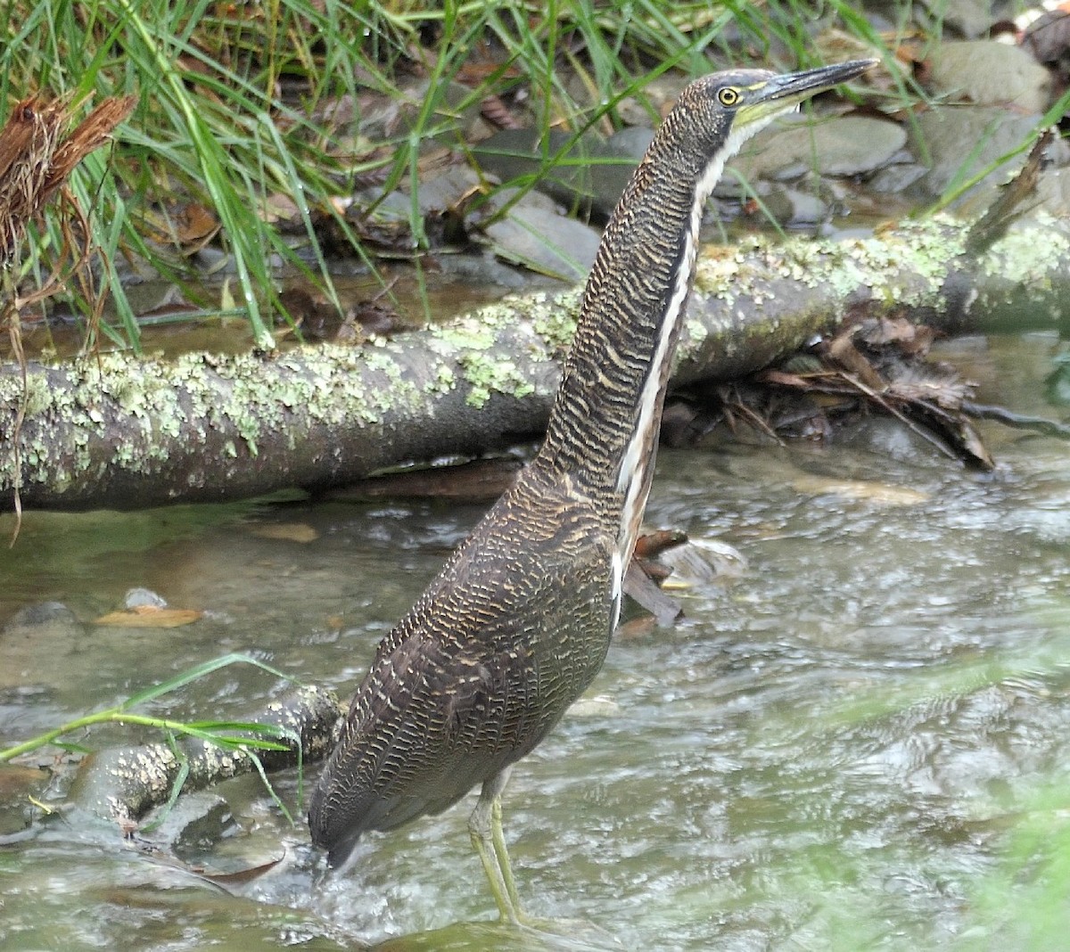 Fasciated Tiger-Heron - ML645783355