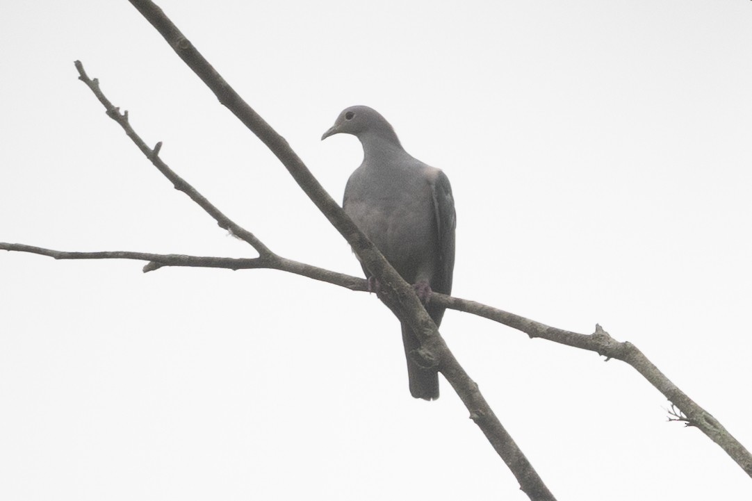 Бронзовый плодовый голубь - ML645783378