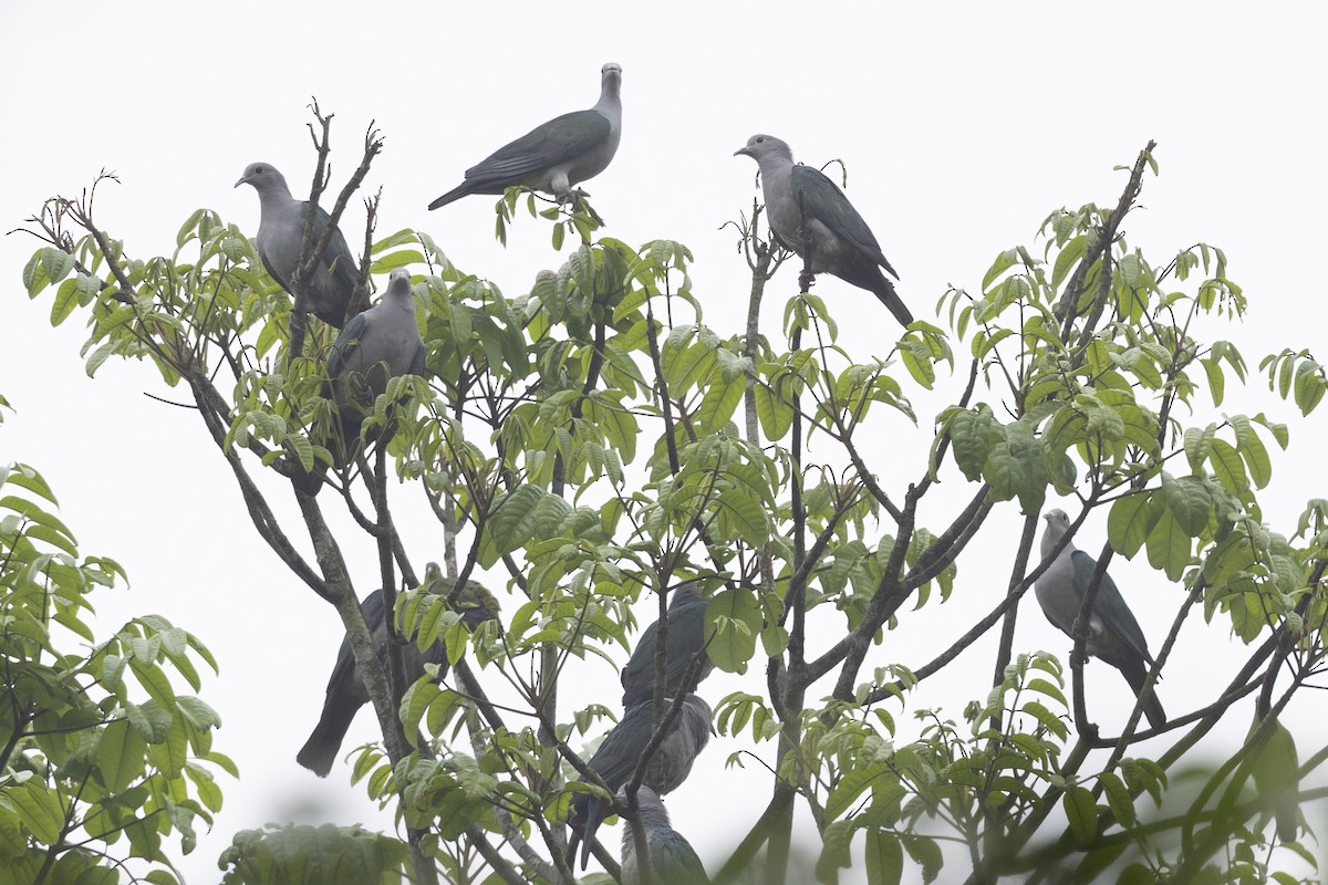 Бронзовый плодовый голубь - ML645783380