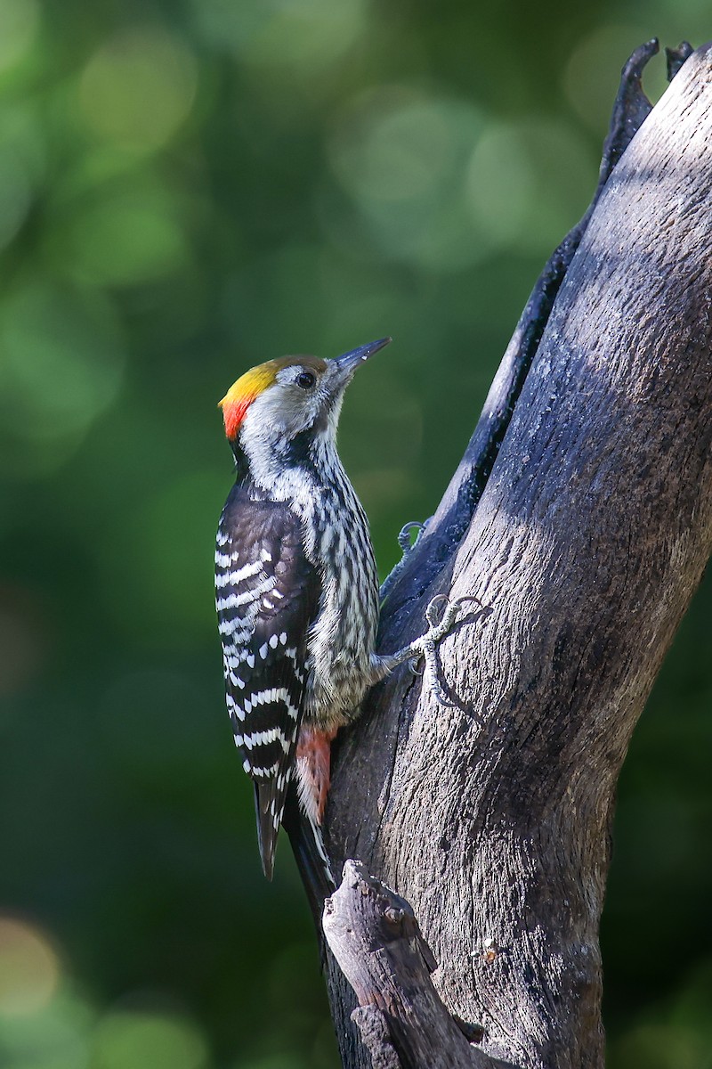 Brown-fronted Woodpecker - ML645783388