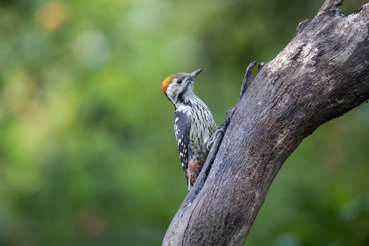 Brown-fronted Woodpecker - ML645783390