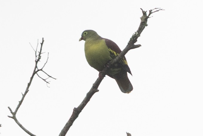 Kalın Gagalı Yeşil Güvercin - ML645783392