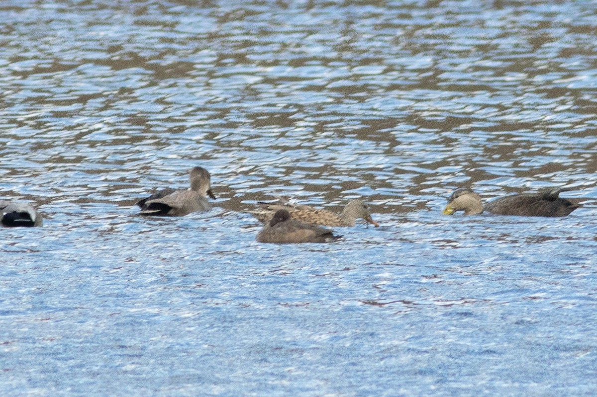 Greater/Lesser Scaup - ML645783407