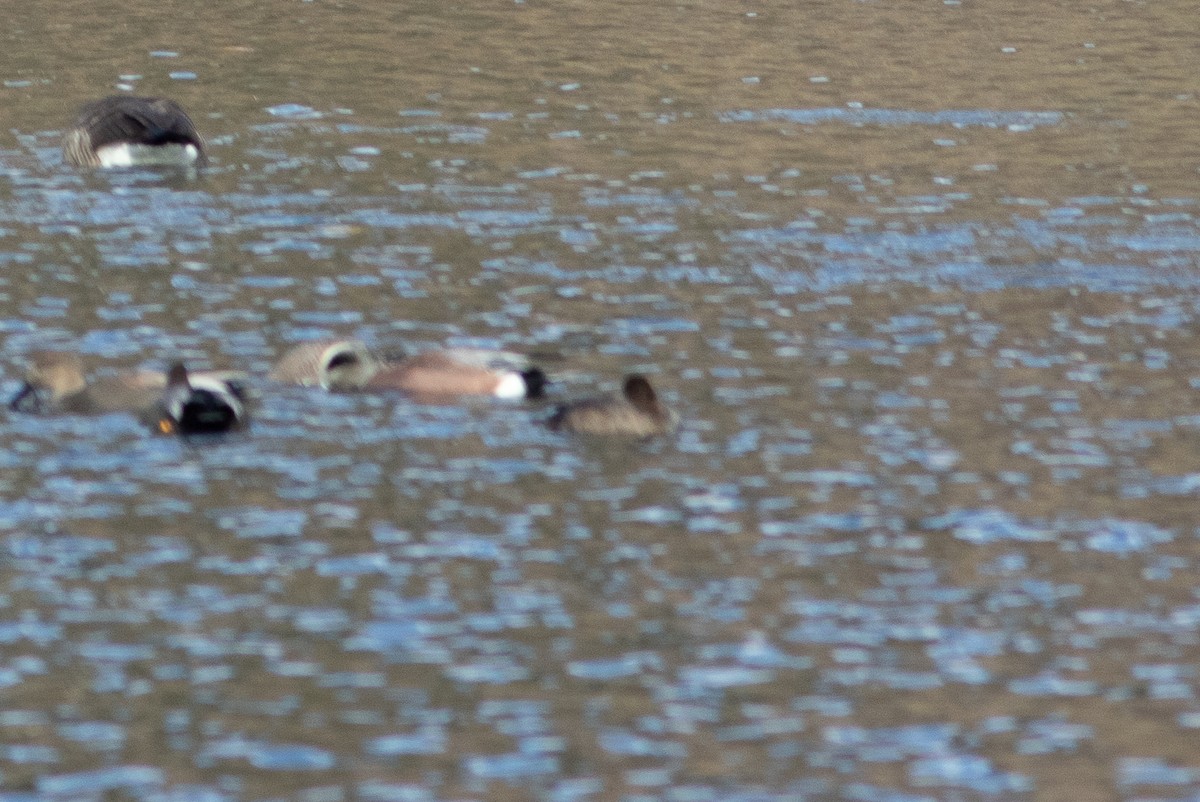 Greater/Lesser Scaup - ML645783408