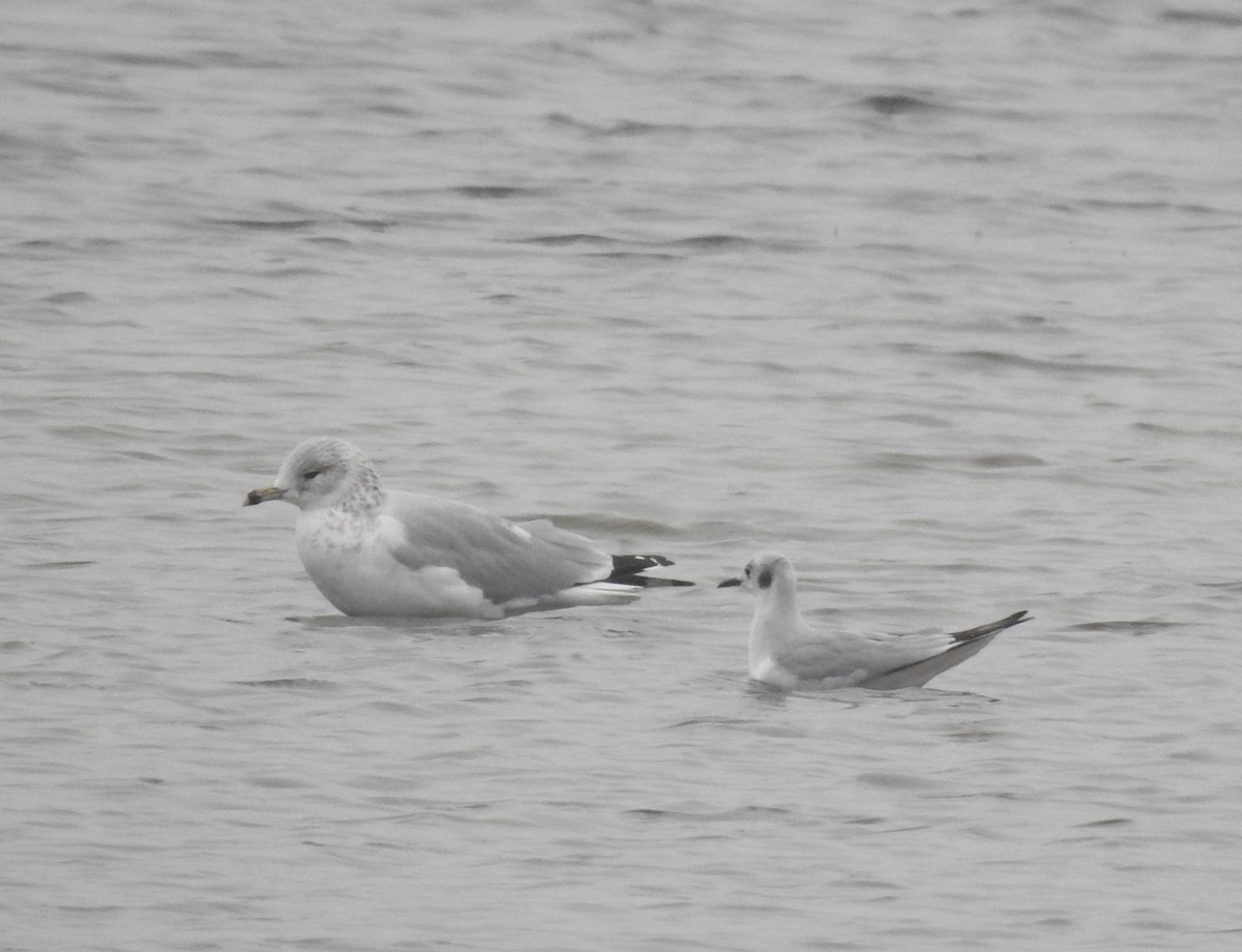 Bonaparte's Gull - ML645783409