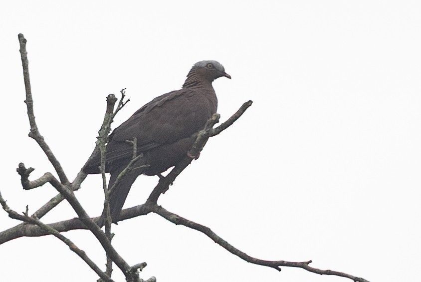 Pale-capped Pigeon - ML645783410