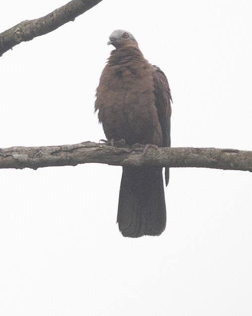 Pale-capped Pigeon - ML645783411
