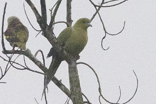 Pin-tailed Green-Pigeon - ML645783429