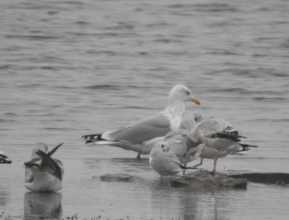American Herring Gull - ML645783431