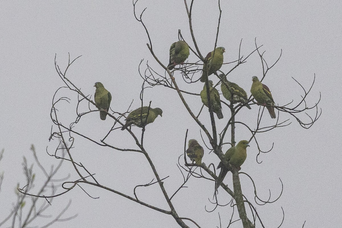 Kalın Gagalı Yeşil Güvercin - ML645783432