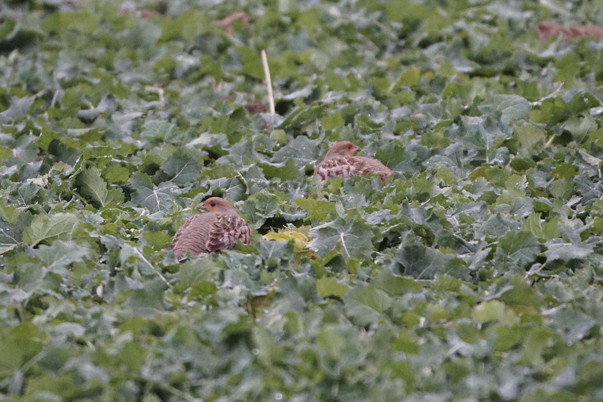 Gray Partridge - ML645783433