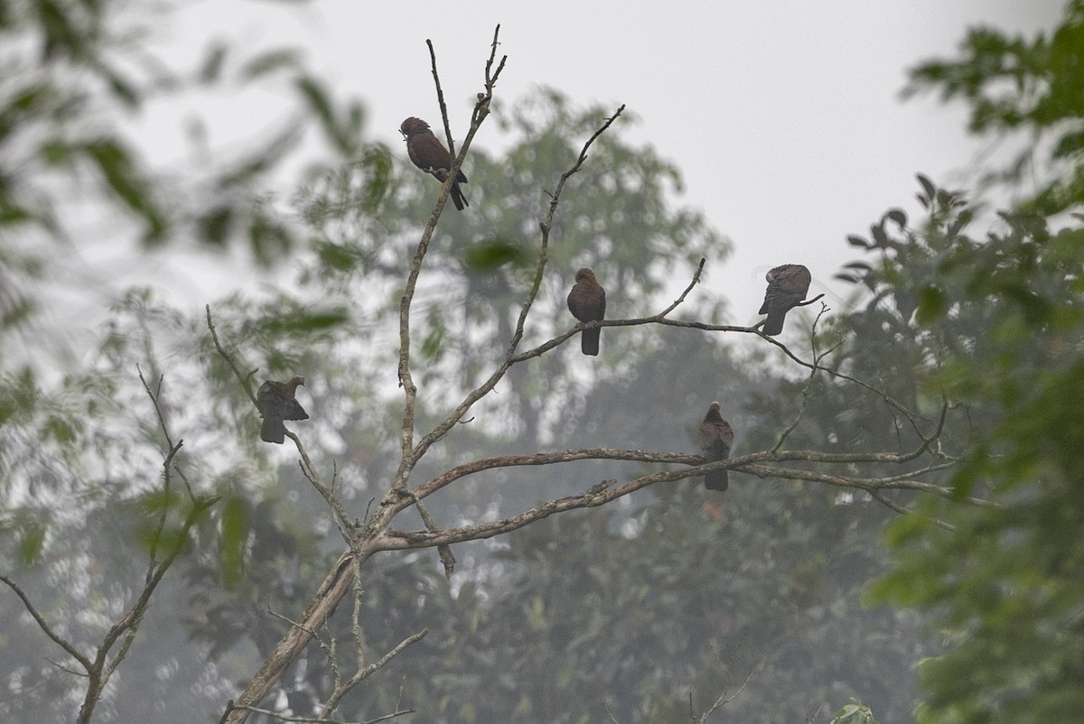 Pale-capped Pigeon - ML645783434