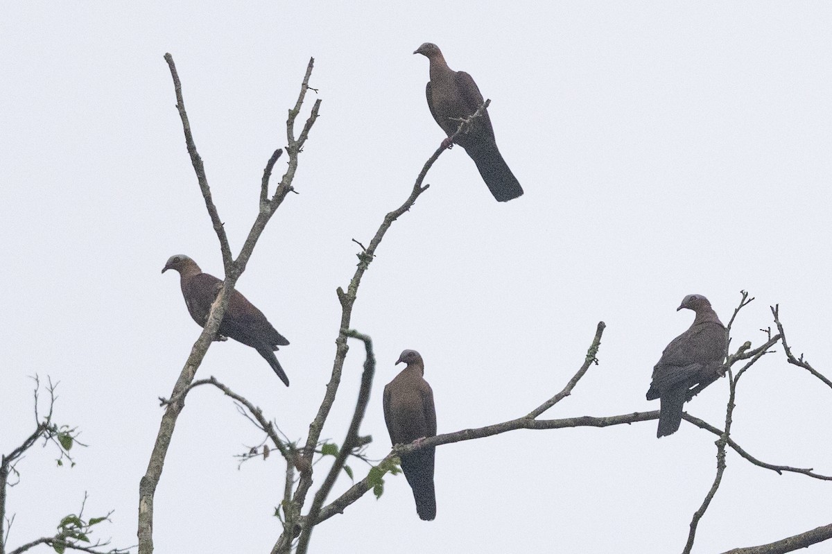 Pale-capped Pigeon - ML645783435