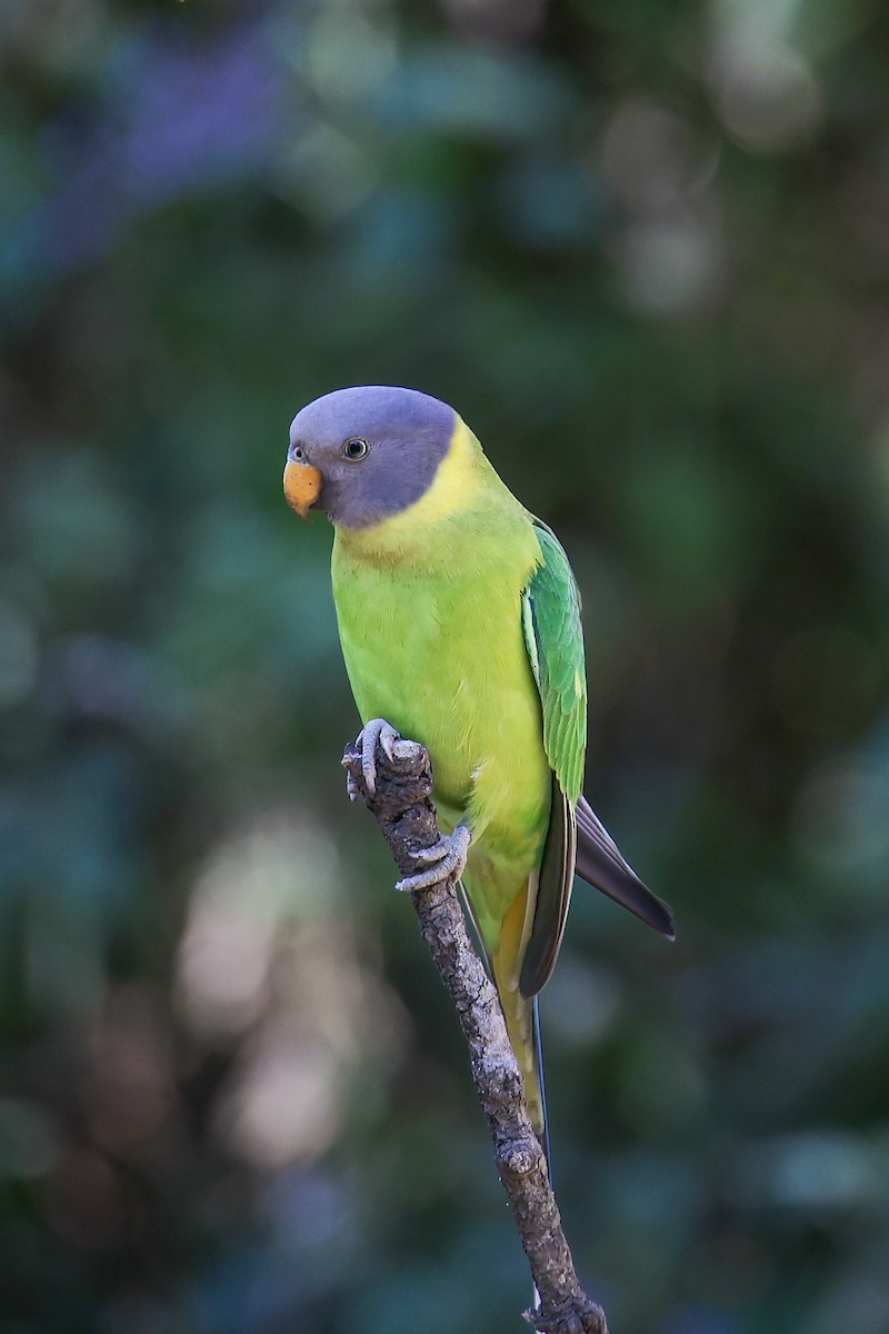 コセイインコ - ML645783437