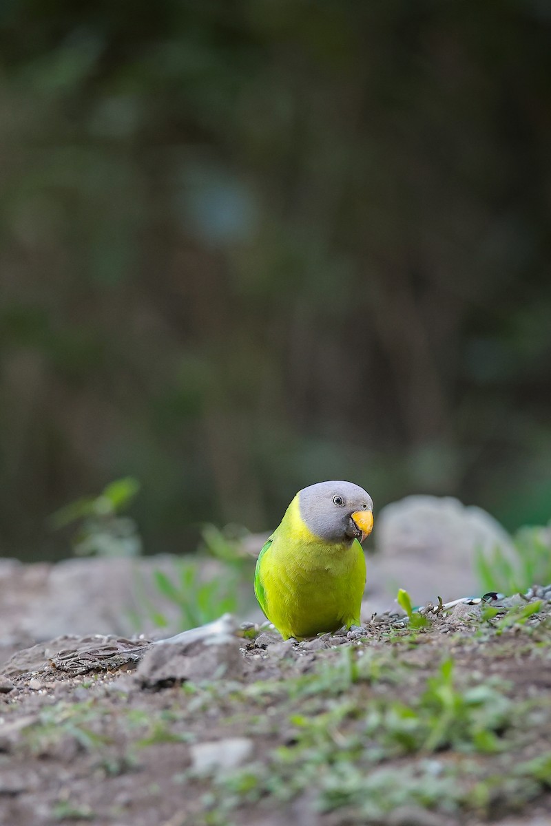 コセイインコ - ML645783438