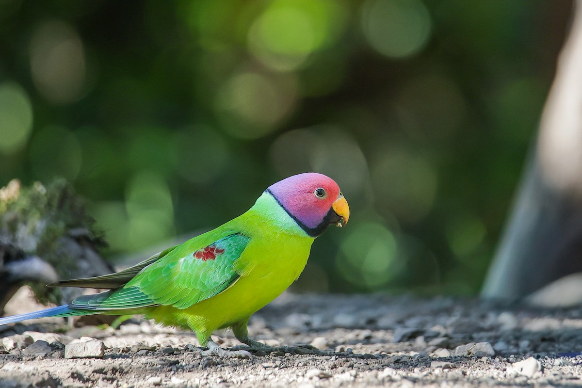 コセイインコ - ML645783439