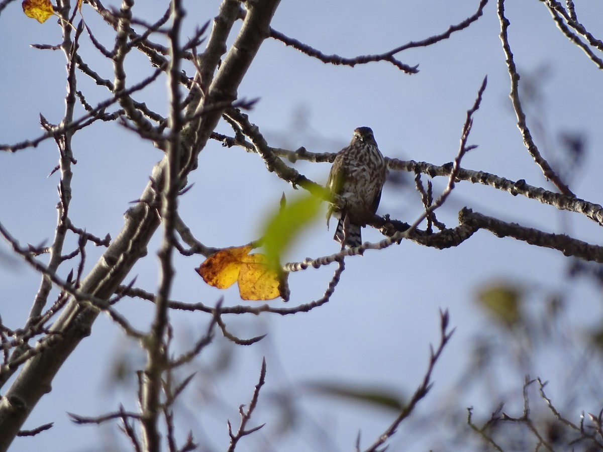 Sharp-shinned Hawk - ML645783440