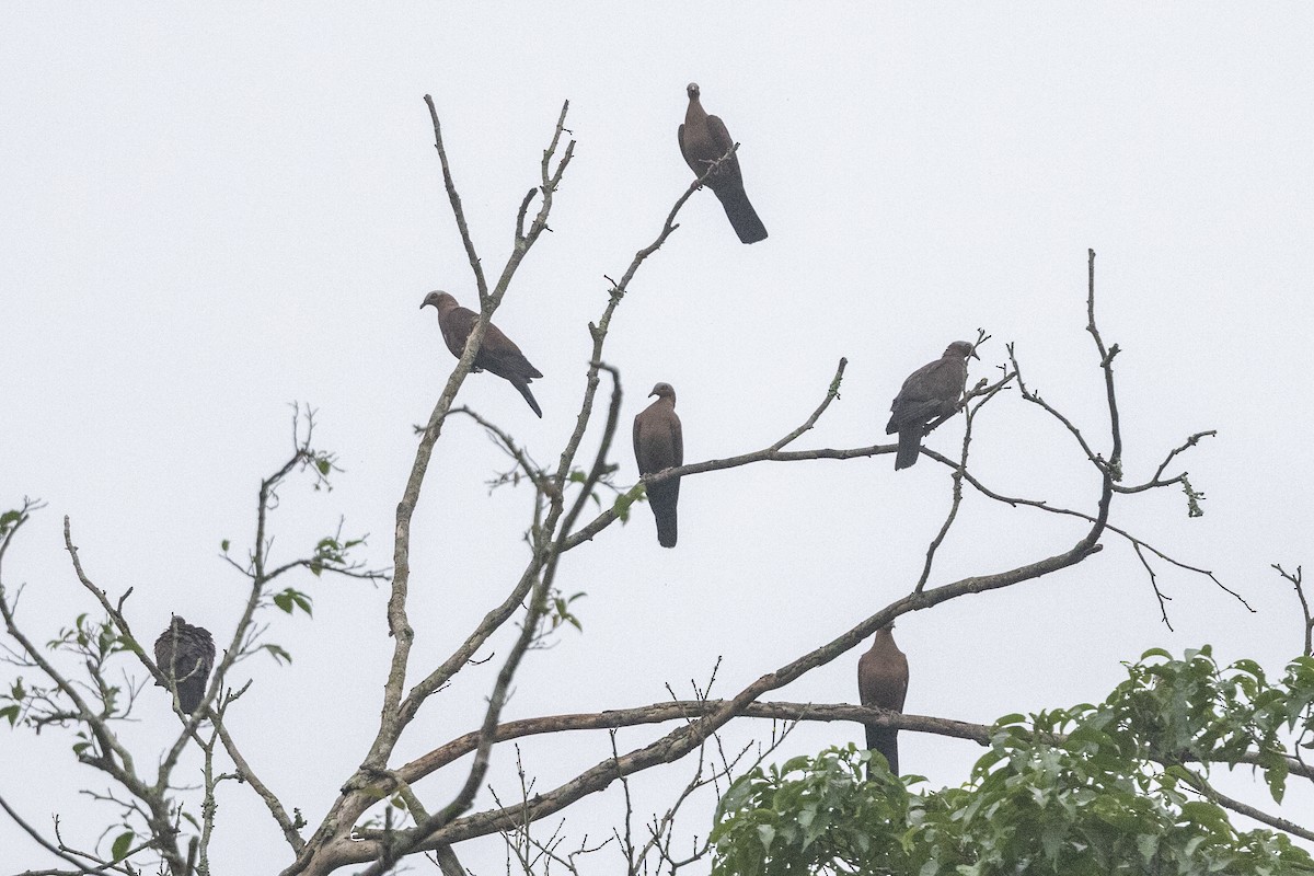 Pale-capped Pigeon - ML645783455