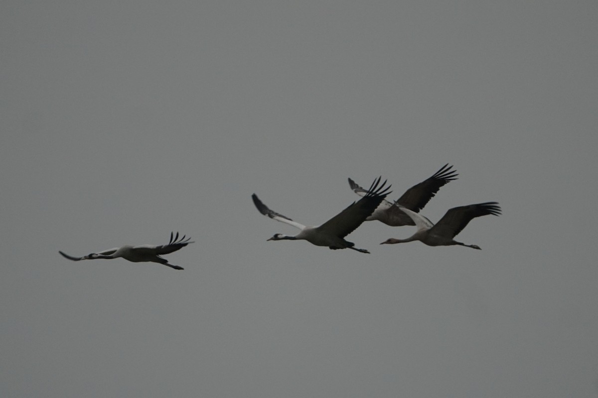 Common Crane - ML645783456