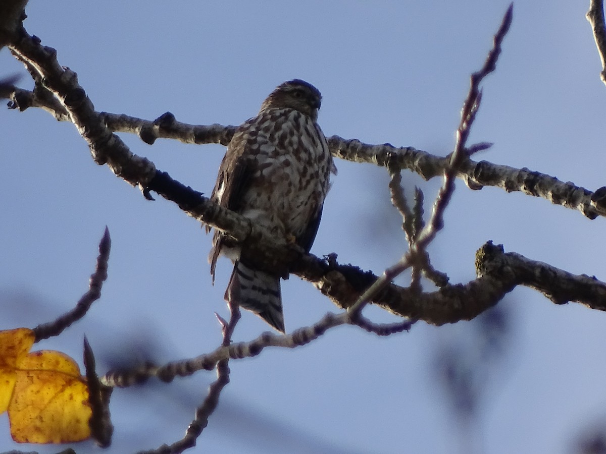 Sharp-shinned Hawk - ML645783469