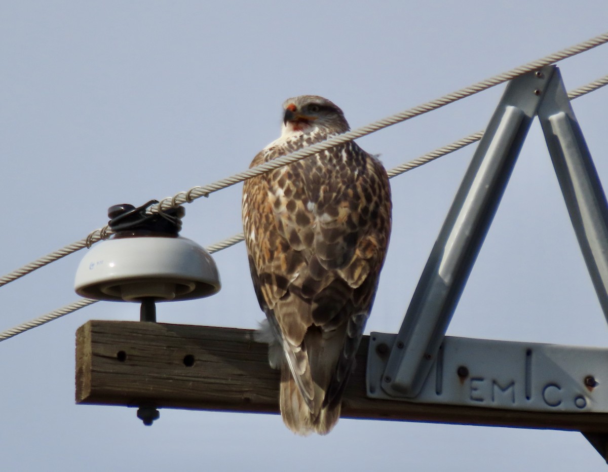 Ferruginous Hawk - ML645783478