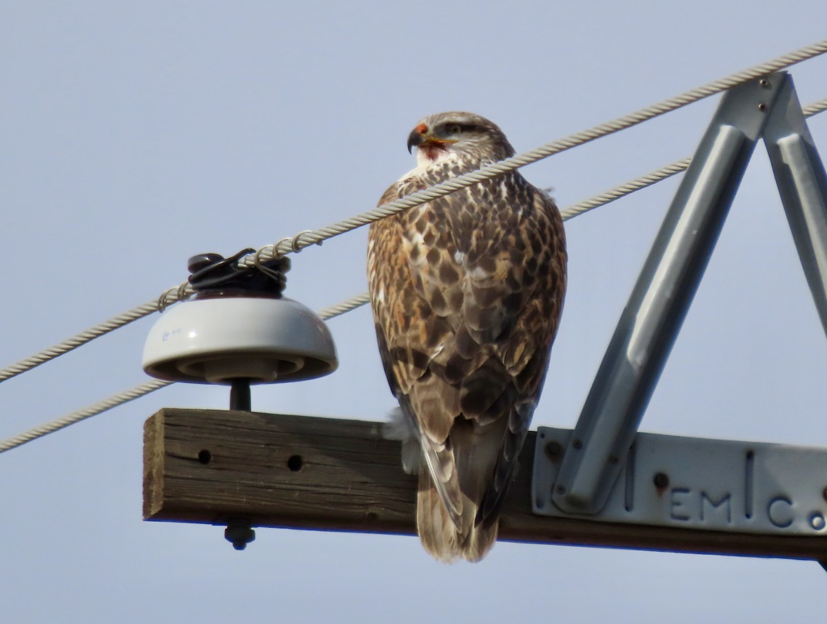 Ferruginous Hawk - ML645783479