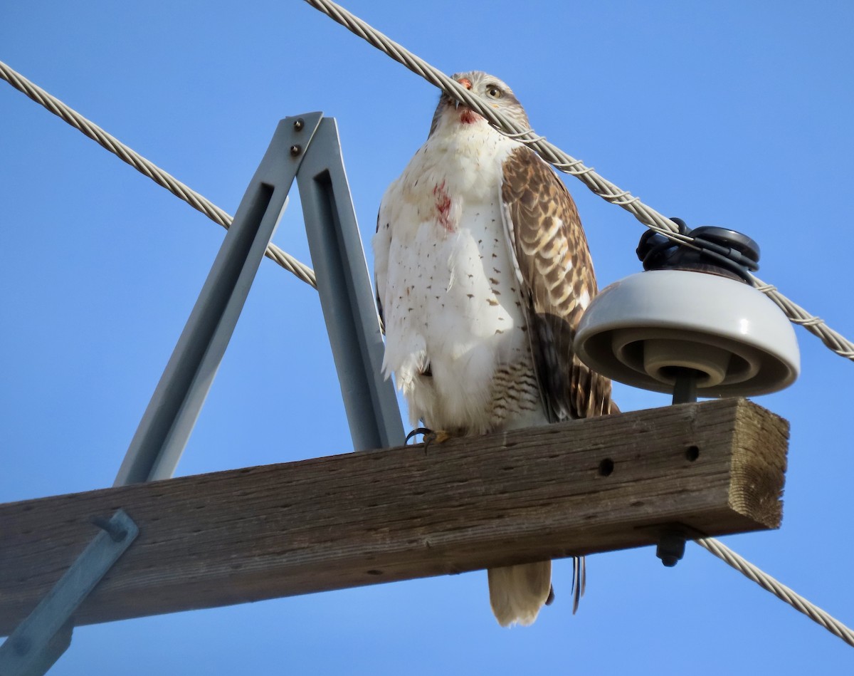 Ferruginous Hawk - ML645783480
