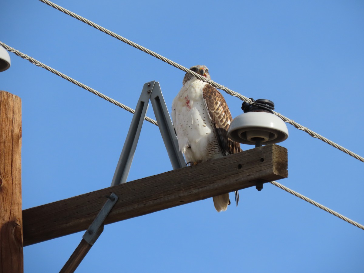 Ferruginous Hawk - ML645783481