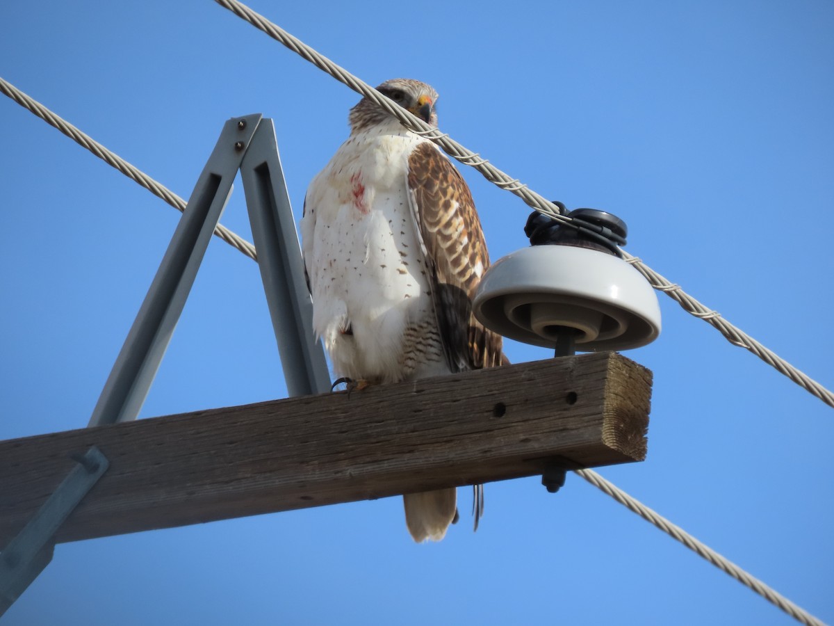 Ferruginous Hawk - ML645783482