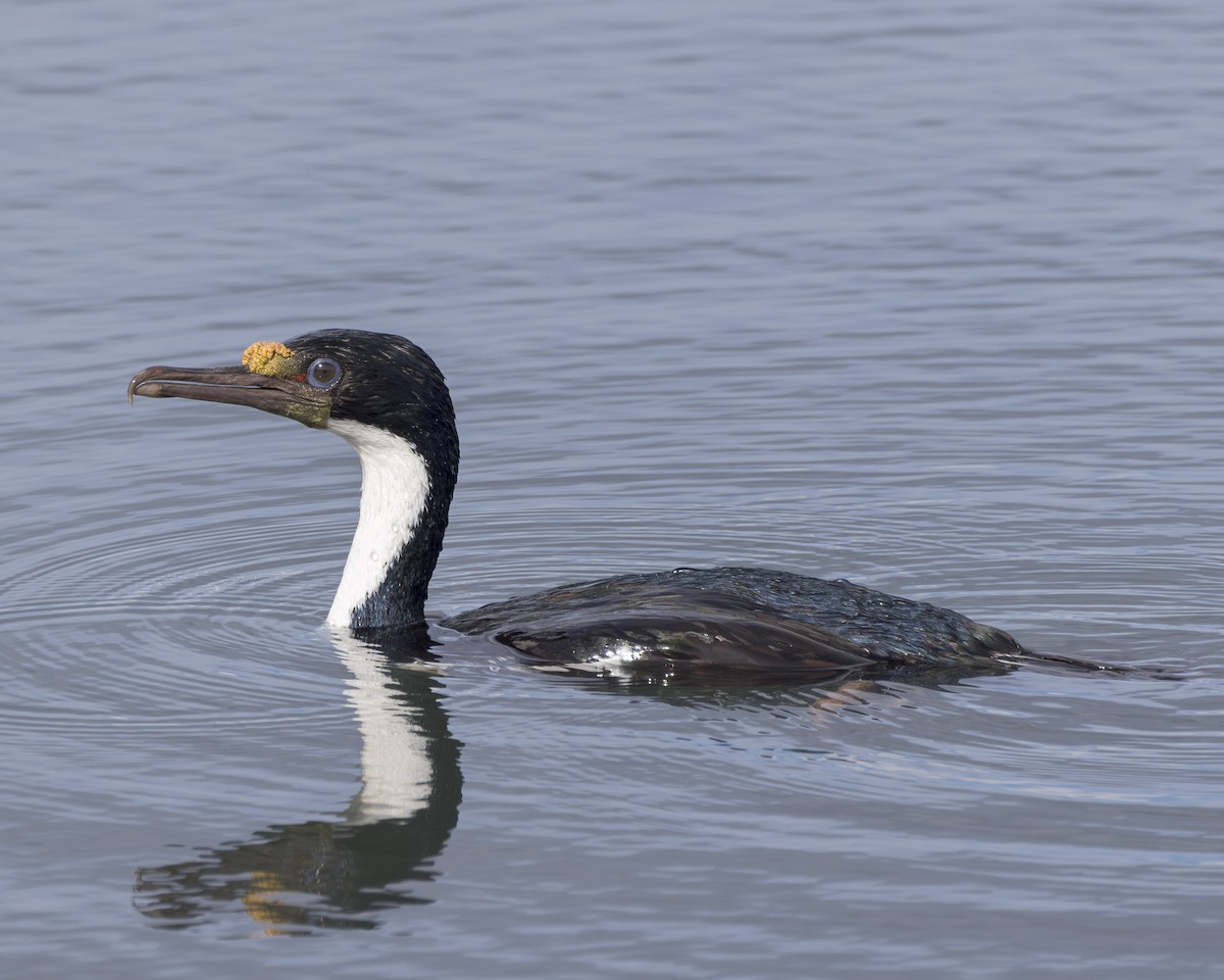 Imperial Cormorant (South Georgia) - ML645783490